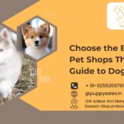 Choose the Best Online Pet Shops: The Complete Guide to Dog Buying